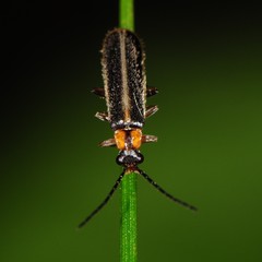 Rhagonycha