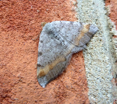 Macaria liturata
