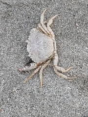 European Green Crab
