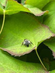 Andrena bradleyi