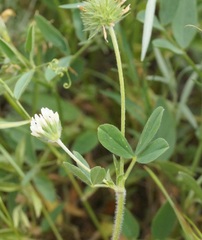 Trifolium leucanthum