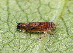 Scaphoideus titanus