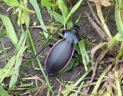 Carabus violaceus aurolimbatus