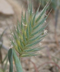 Eremopyrum orientale