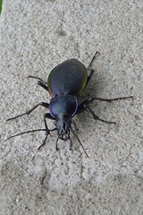 Carabus violaceus aurolimbatus