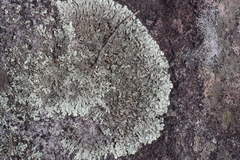 Arctoparmelia centrifuga