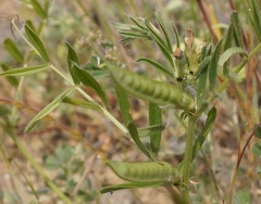 Vicia lathyroides