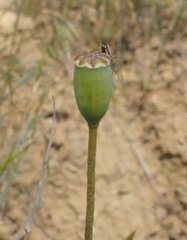 Papaver laevigatum