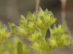 Valerianella dentata