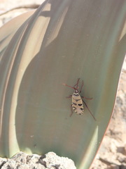 Probergrothius angolensis