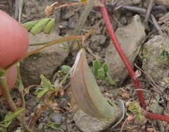 Astragalus guttatus
