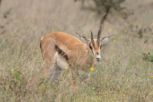 Grant's Gazelle