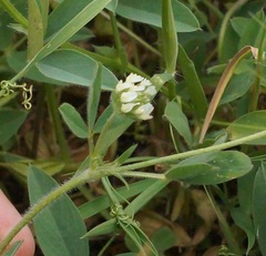 Trifolium leucanthum