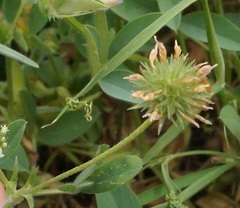 Trifolium leucanthum
