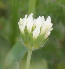 Trifolium leucanthum