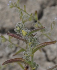 Rochelia retorta