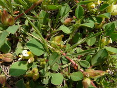 Tripodion tetraphyllum