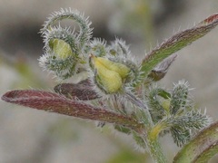 Rochelia retorta