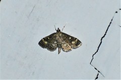 Anania coronata