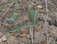 Eremopyrum orientale