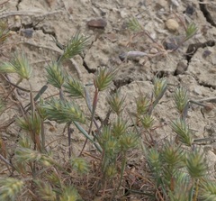 Eremopyrum orientale