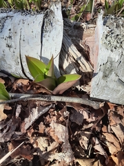 Clintonia borealis