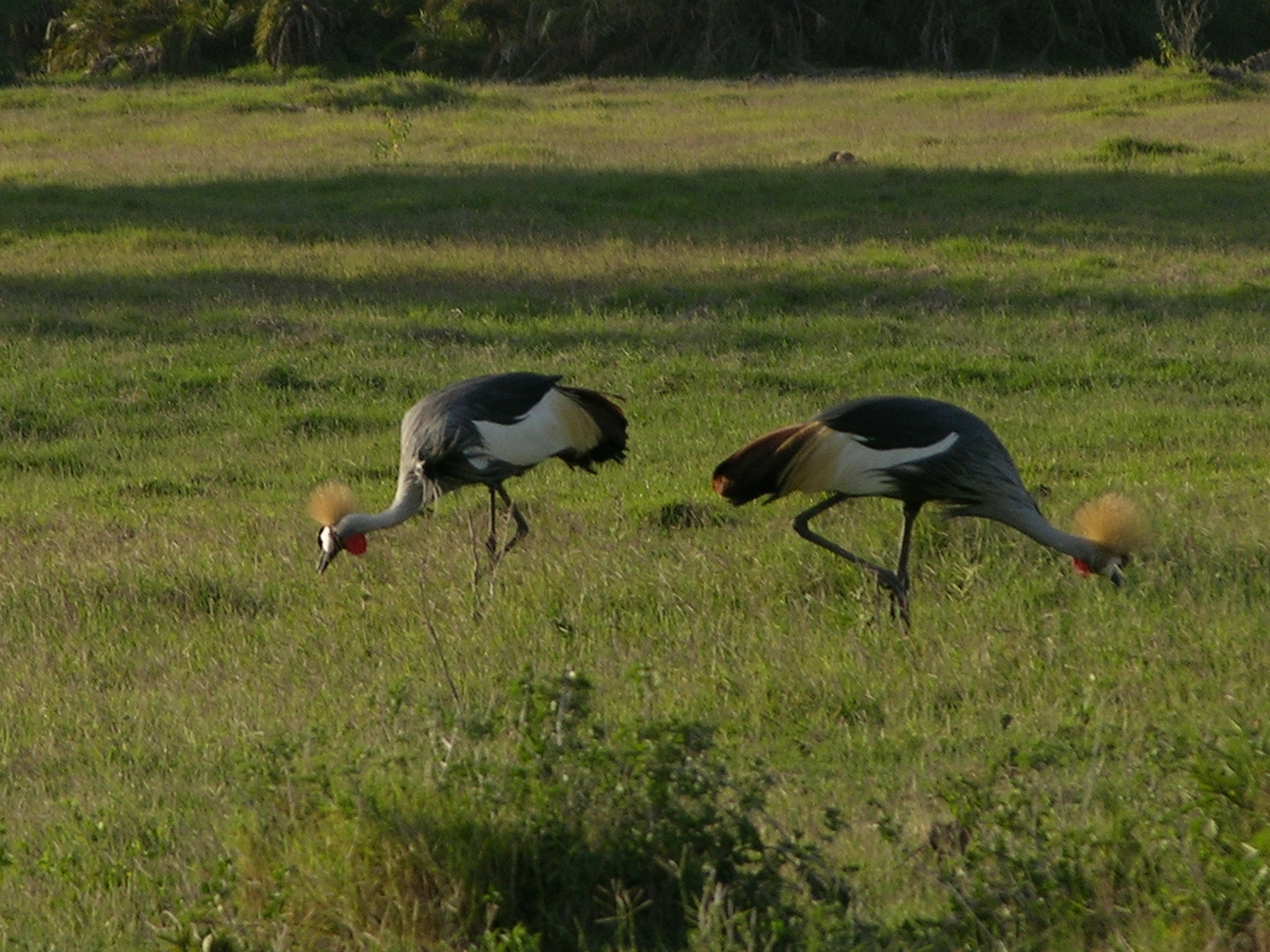 Grey Crowned Crane