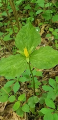 Trillium luteum
