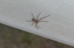 Philodromidae