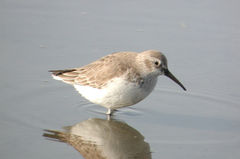 Calidris alpina