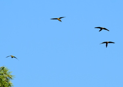 Aratinga auricapillus