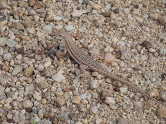 Trachylepis acutilabris