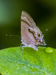 Rubroserrata ecbatana