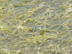 Coenagrion mercuriale