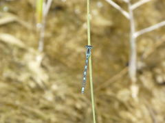 Coenagrion mercuriale