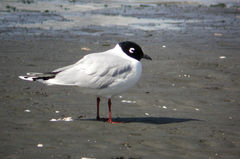 Saundersilarus saundersi