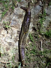 Prophysaon foliolatum