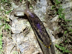 Prophysaon foliolatum