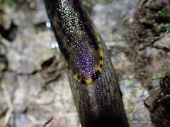 Prophysaon foliolatum