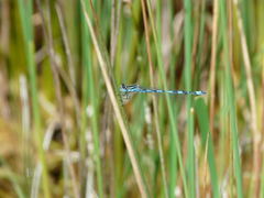 Coenagrion mercuriale