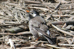 Spodiopsar cineraceus