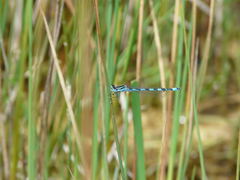 Coenagrion mercuriale