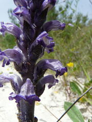 Orobanche cernua