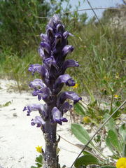 Orobanche cernua