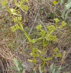 Valerianella dentata