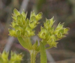 Valerianella dentata