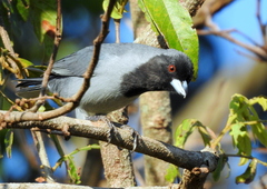 Schistochlamys melanopis