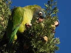 Thectocercus acuticaudatus