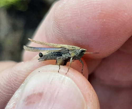 Slender Groundhopper photo 3