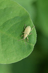 Phyllobius roboretanus
